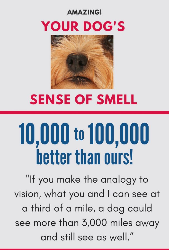 your dogs amazing sense of smell