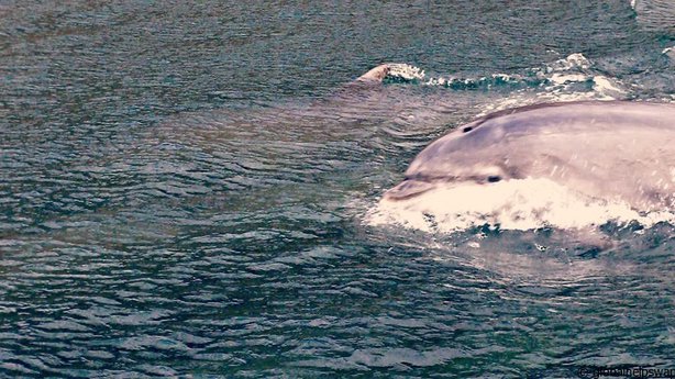 Wildlife and wilderness in Donegal