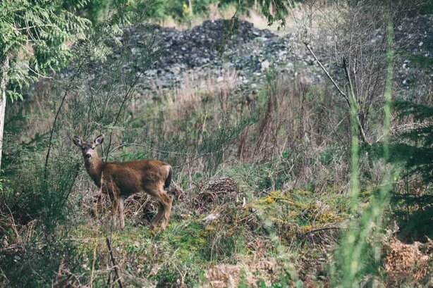 Deer in woods