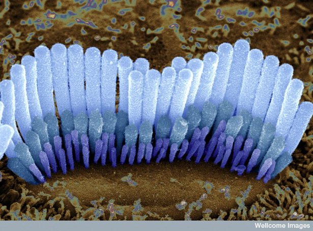 Inner ear cells of a mammal