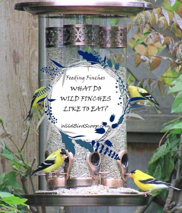 feeding finches A picture of 4 golden finches eating at a bird feeder with text that reads "feeding finches what do wild finches like to eat?"