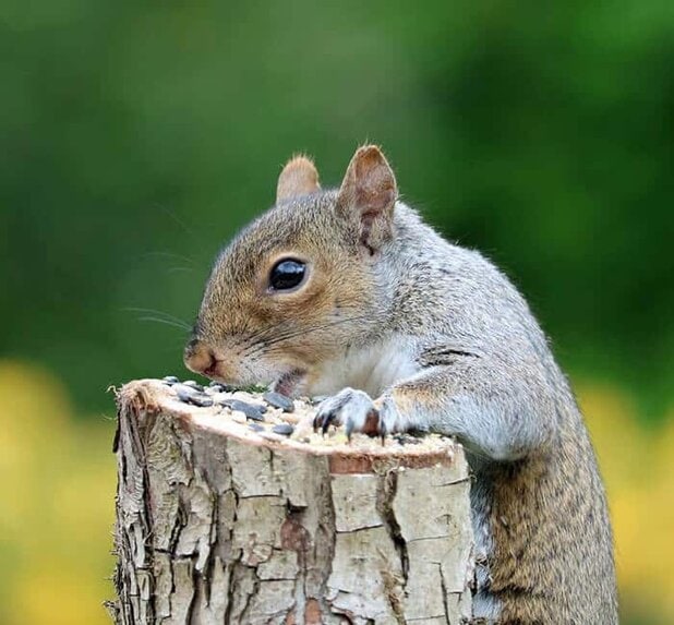 squirrel hunting tip shoot head