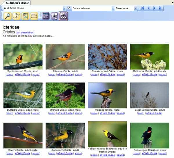 Assists In Comparing birds software to compare birds in groups