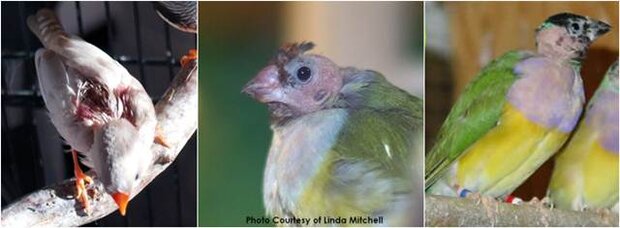 Burung finch yang alami kebotakan