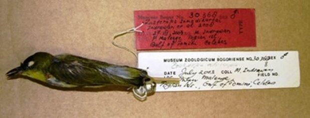 Spesimen kacamata togian di Museum Zoologi Bogor