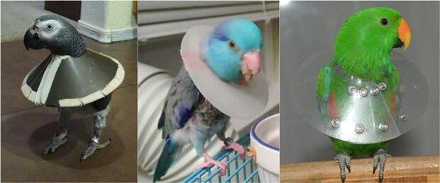 contoh kerah burung