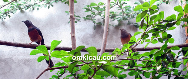 Breeding murai batu Ayong 888 BF