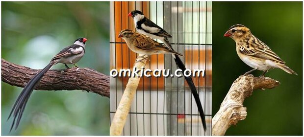 pin-tailed whydah