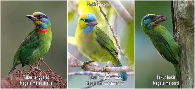 Tiga suara burung takur untuk masteran