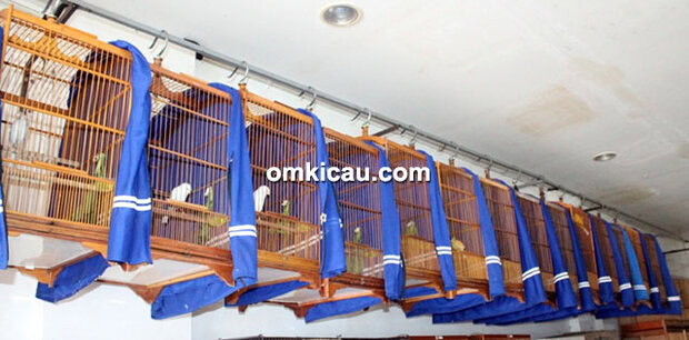 Breeding kenari TJM BF Bogor