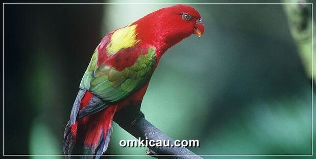 Kasturi ternate burung endemik Maluku Utara