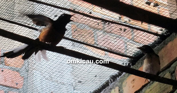 Breeding murai batu Ayong 888 BF