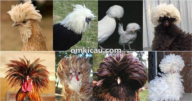 Macam-macam bentuk jambul yang unik ayam poland