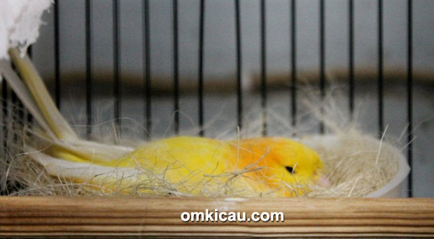Breeding kenari JrC BF Jakarta - induk kenari betina sedang mengeram.