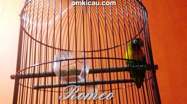 Lovebird Romeo