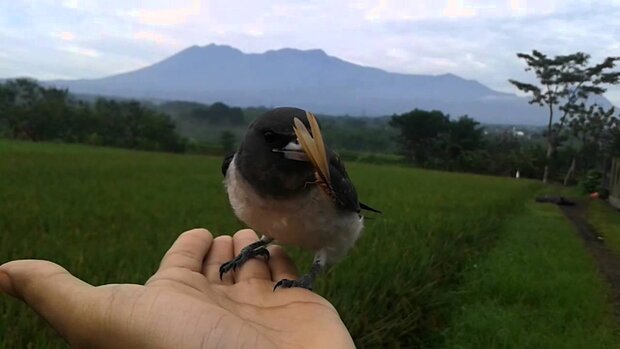 Burung kekep babi yang sudah dilatih terbang bebas (Youtube)