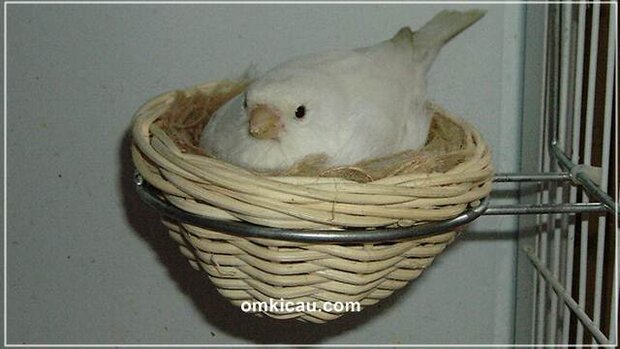 Mengenal proses inseminasi buatan pada kenari dan finch