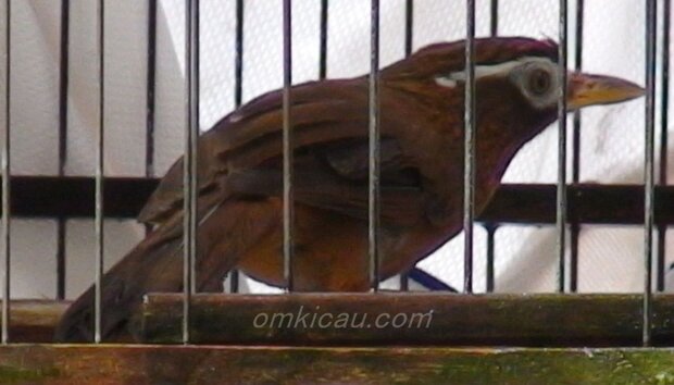 Cara menjinakkan burung hwamei yang masih giras
