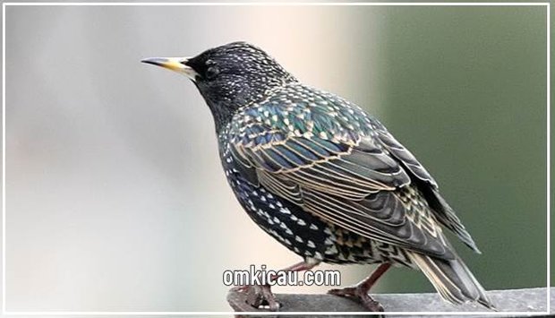 Jalak eropa burung kicauan favorit mancanegara