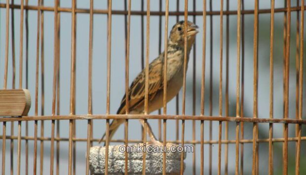 Tips dan trik mengatasi burung branjangan yang macet bunyi