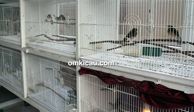 NSM Bird Shop Bogor