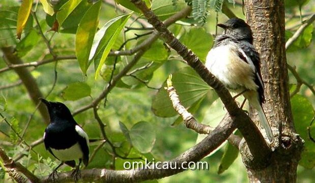 Terapi mengurangi perilaku mbagong pada burung kacer