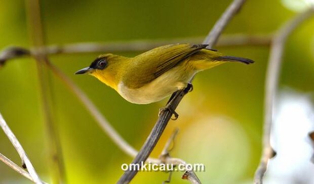 Kacamata togian burung endemik Kep. Togian, Sulawesi Tengah