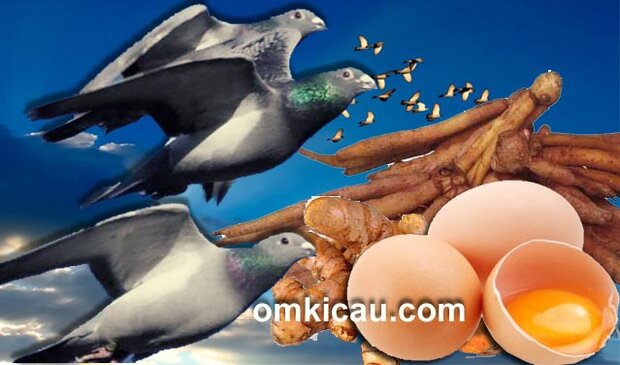 Pakan racikan untuk merpati tinggian