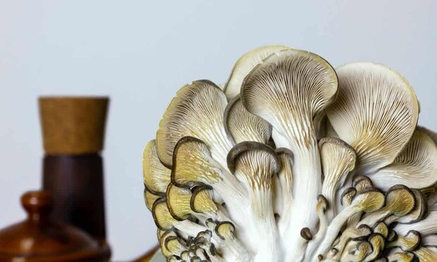 Oyster Mushrooms Oyster Mushrooms