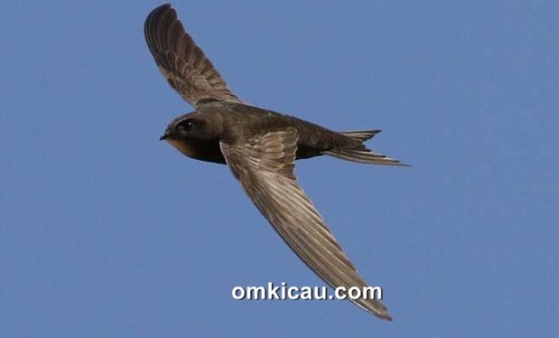 Burung common swift yang dapat terbang nonstop selama 10 bulan tanpa mendarat