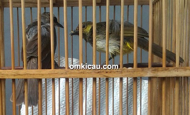 trucukan betina dan cucak wilis jantan