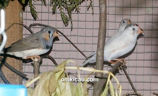 Ternak emje dan zebra finch
