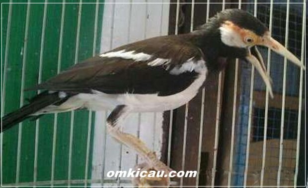 Jalak suren trotolan dapat dimaster dengan aneka suara masteran