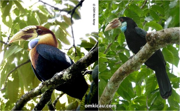 Julang sumba jantan (kiri) dan julang sumba betina yang bisa dibedakan dari warna bulu di bagian kepala dan lehernya