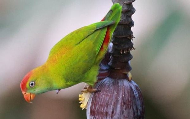 Sri Lanka hanging parrot, burung serindit endemik Sri Lanka