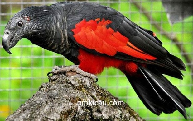 Nuri kabare (Psittrichas fulgidus) burung parrot unik khas Papua