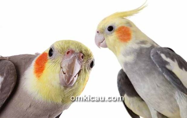 burung cockatiel