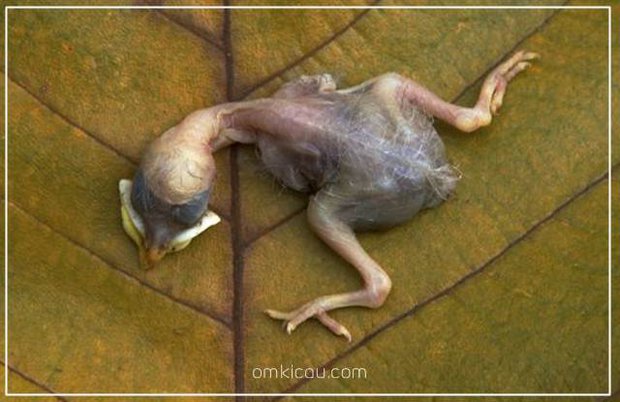 Mengenali penyebab piyikan mati sebelum menetas