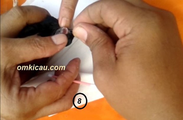 Obat burung sakit
