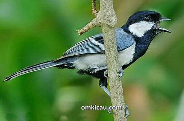 Download variasi suara gelatik wingko untuk masteran dan memancing bunyi