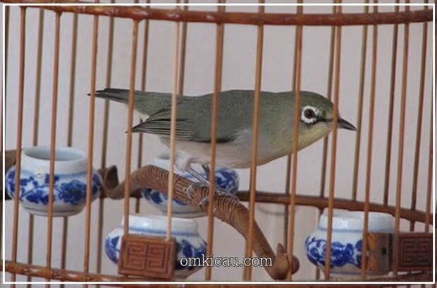 Pleci cenderung mempunyai bulu-bulu yang mudah kusam dan berubah warnanya