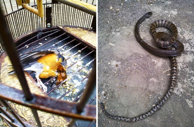 cara mencegah burung dimakan ular
