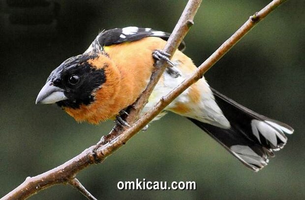 Black-headed grosbeak yang memiliki suara kicauan yang nyaring