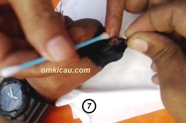 Video mengobati burung sakit