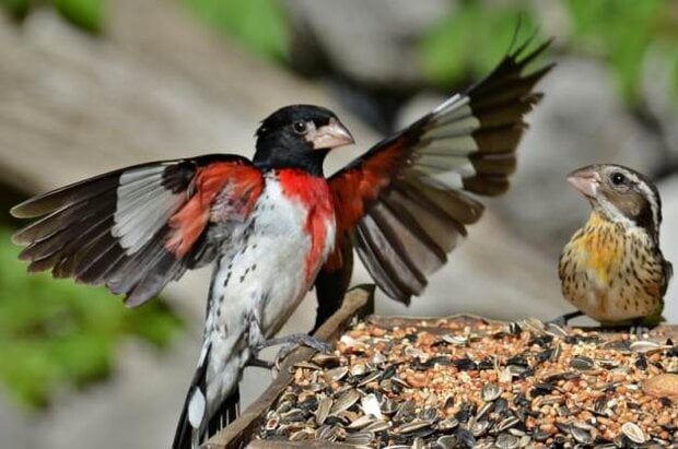 Rose-breasted grosbeak (Pheucticus ludovicianus) spesies burung bersuara merdu dari keluarga Cardinalidae