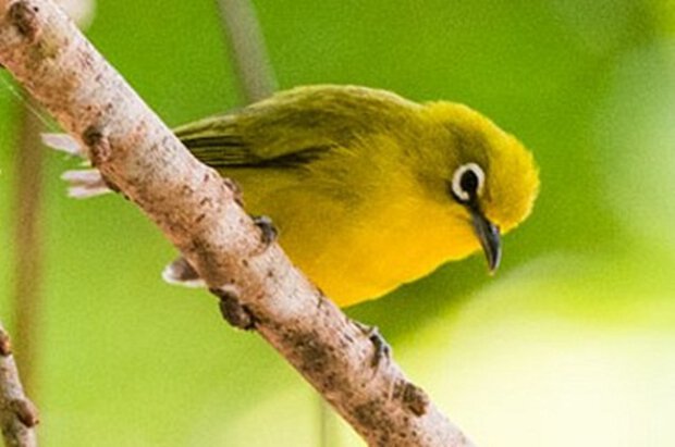 Zosterops chloris chloris