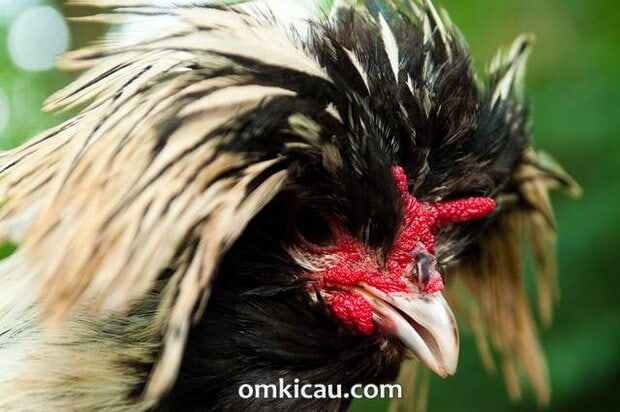 Ayam poland dengan bentuk jambulnya yang unik dan nyentrik