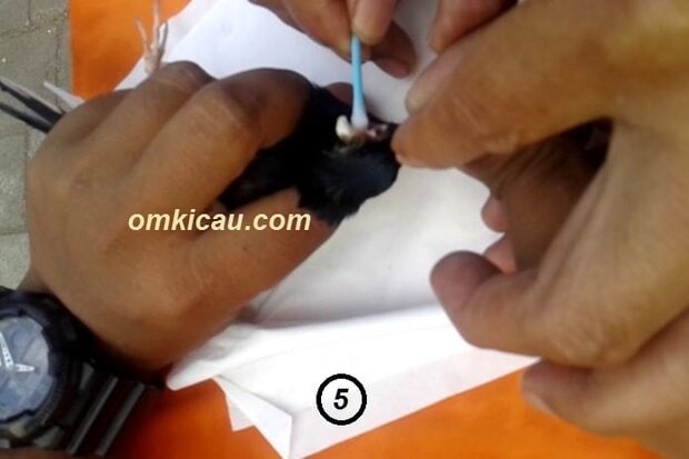 Cara mengobati burung sakit benjol bengkak
