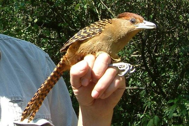 Giant antshrike