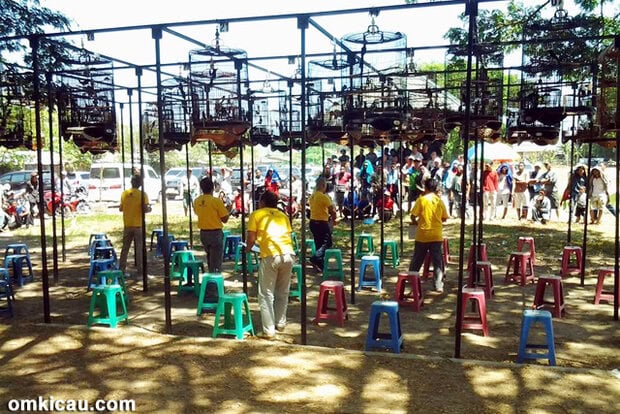 Lomba Burung 5th Anniversary Kancil BC di Makassar